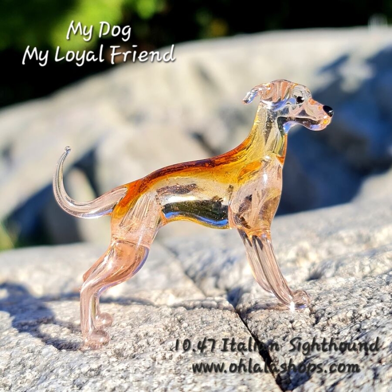 10.47_Italian Greyhound.jpg